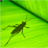 Grasshopper
